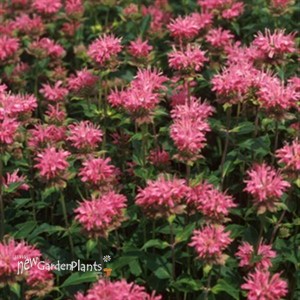 'Marshall's Delight' Bee Balm