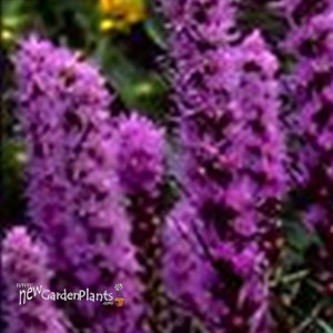 Liatris Floristan Violet
