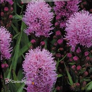 Liatris Floristan Violet