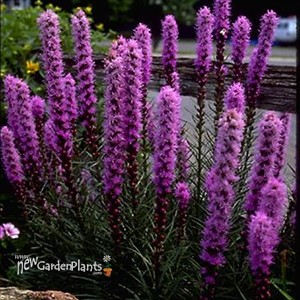 Liatris Floristan Violet
