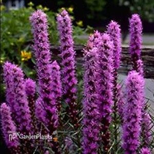 Liatris Floristan Violet