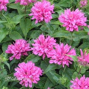 Petite Delight Dwarf Bee Balm