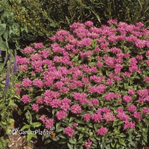 Petite Delight Dwarf Bee Balm
