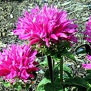 Petite Delight Dwarf Bee Balm