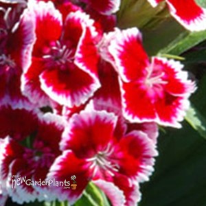 'Red Picotte'  Hardy Sweet William