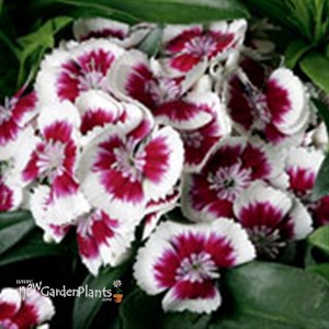 'Red Picotte'  Hardy Sweet William