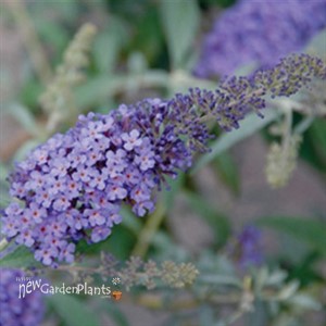 Buzz™ Buddleia Sky Blue''