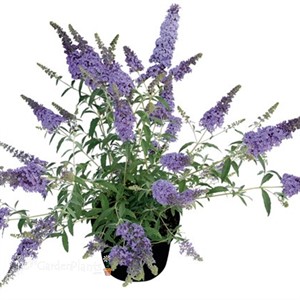 Buzz™ Buddleia Sky Blue''