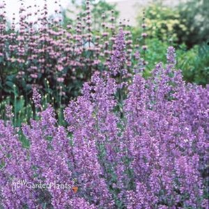 Catnip 'Walker's Low'