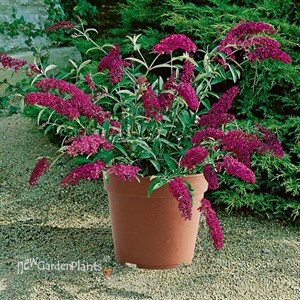 Buzz™ 'Magenta' Buddleja 