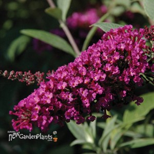 Buzz™ 'Magenta' Buddleja 