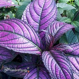 'Persian Shield'