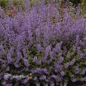 Catnip 'Walker's Low'