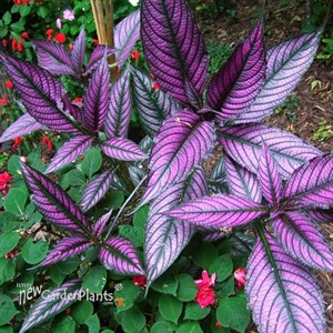 'Persian Shield'