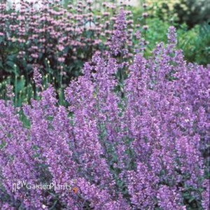 Catnip 'Walker's Low'