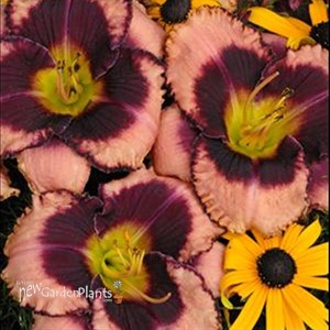 'Daring Deception' Daylily