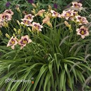 'Daring Deception' Daylily