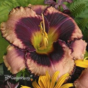 'Daring Deception' Daylily