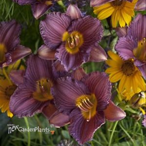 'Purple De Oro' Daylily