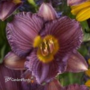 'Purple De Oro' Daylily