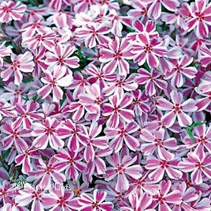 Creeping Phlox 'Candy Stripe'