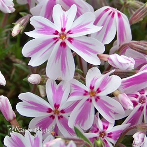 Creeping Phlox 'Candy Stripe'