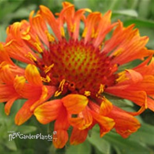 'Fanfare Blaze'  Blanket Flower