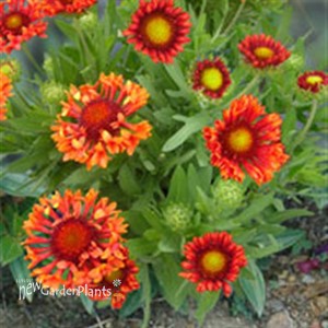 'Fanfare Blaze'  Blanket Flower