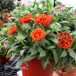 'Fanfare Blaze'  Blanket Flower