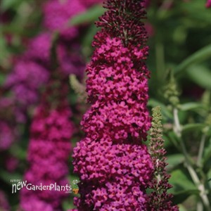 'Miss Molly'  Butterfly Bush