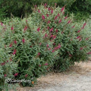 'Miss Molly'  Butterfly Bush