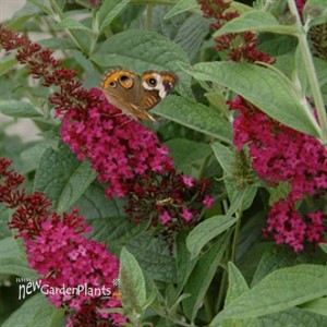 'Miss Molly'  Butterfly Bush
