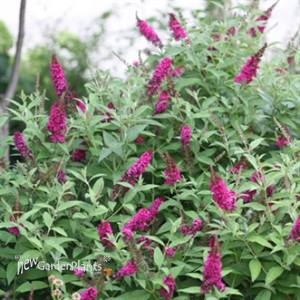 'Miss Molly'  Butterfly Bush