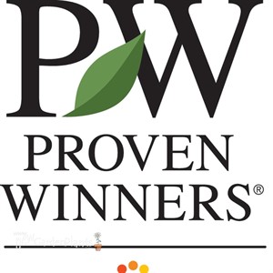 'Miss Molly'  Butterfly Bush