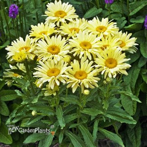 'Banana Cream' II Yellow Daisy's