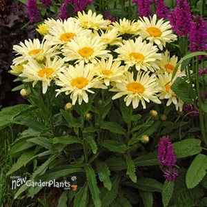 'Banana Cream' II Yellow Daisy's