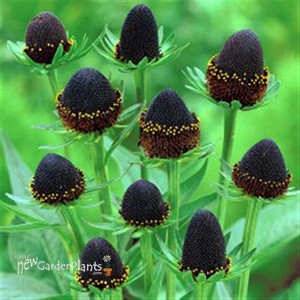 'Green Wizard'  Coneflower