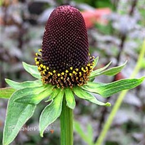 'Green Wizard'  Coneflower
