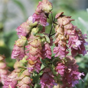 Kent Beauty Ornamental Oregano