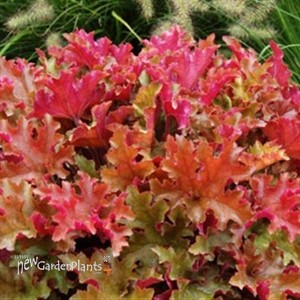 'Marmalade'  Coral Bells