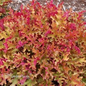 'Marmalade'  Coral Bells