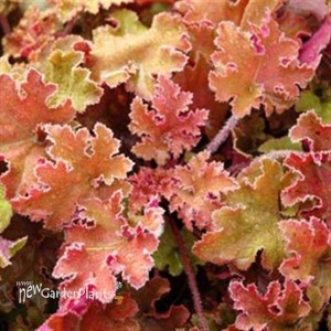 'Marmalade'  Coral Bells