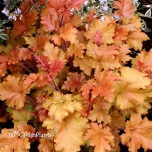 'Marmalade'  Coral Bells