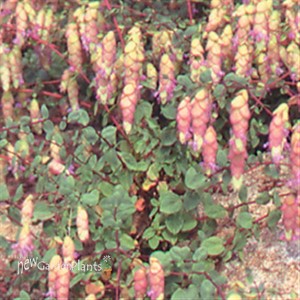 Kent Beauty Ornamental Oregano