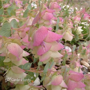 Kent Beauty Ornamental Oregano