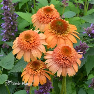 'Supreme Cantaloupe'  Double Coneflower