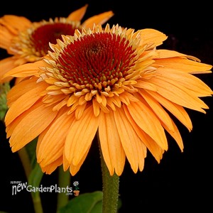 'Supreme Cantaloupe'  Double Coneflower
