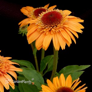 'Supreme Cantaloupe'  Double Coneflower