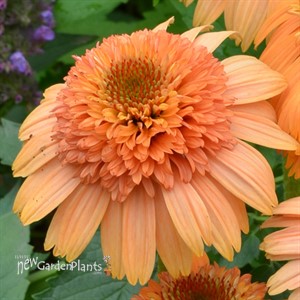 'Supreme Cantaloupe'  Double Coneflower