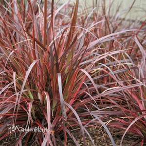 'Fireworks' Rubrum Grass